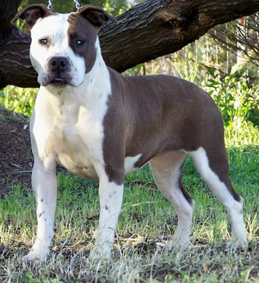 DDDawgs They Call Her Domino